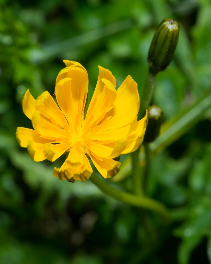 Aposeris foetida / Lattuga fetida